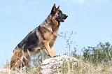 BERGER ALLEMAND 204